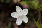 Kidneyleaf grass of Parnassus